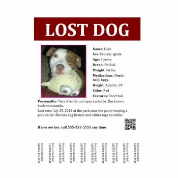 40 Lost Pet Flyers [Missing Cat / Dog Poster] - Template Archive